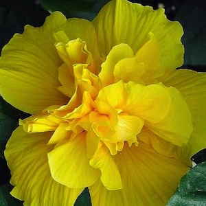 Peut inclure: Une fleur d'hibiscus jaune vif avec de multiples couches de pétales délicats et froncés. La fleur présente une teinte dorée profonde et saturée qui rayonne du centre vers l'extérieur, révélant des nervures complexes et une texture veloutée.
