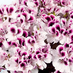 May include: A dense cluster of regal geranium flowers featuring ruffled petals in a soft white hue, each accented with a deep, vibrant magenta-purple blotch at the center. The delicate blooms are tightly packed together, creating a full display.