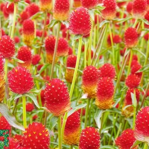 Kugelamaranth-Samen (Gomphrena globosa) - Helle kugelige Blumensamen für sonnigen Garten, 1 Tüte