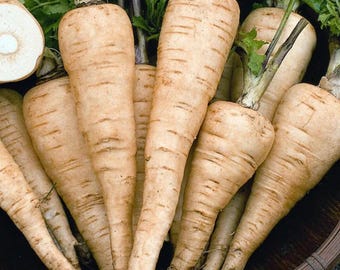 Parsnip (Pastinaca sativa) – Sweet Flavorful Root Vegetable for Soup, Roasting & Home Garden 50 Seeds