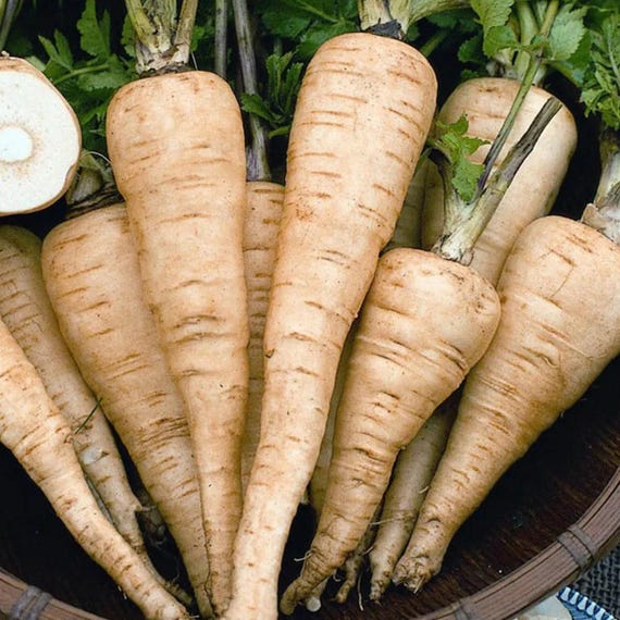 Parsnip (Pastinaca sativa) – Sweet Flavorful Root Vegetable for Soup, Roasting & Home Garden 50 Seeds