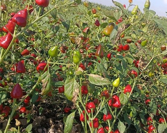 Strawberry Heaven-Facing Chili Seeds – Medium Spicy Hybrid Pepper 30 Seeds