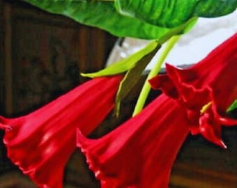 Candy Red Angel Trumpet – Brugmansia Flower – Tropical Ornamental Garden Plant 10 Seeds