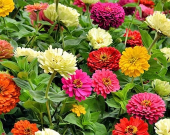 Zinnia Elegans Seeds – Vibrant Annual Flowers, Long Blooming & to Grow Garden Plants