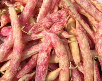 Red Golden Hook Snap Bean Seeds – Maturing Stringless Bush Beans with Thick Pods