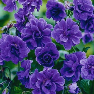 Double Purple Geranium - FlowerPerennial Garden  to Grow, Home Garden 10 Seeds