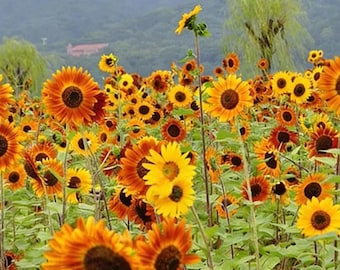 Mixed Color Sunflower – to Grow Garden Border Flowers with High Germination Potential 50 Seeds