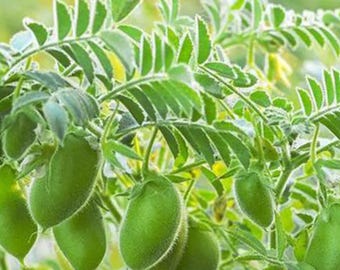 Kabuli Chickpea – Aromatic Garbanzo Beans with Chestnut-Like Flavor | Edible Young Pods Garden Seeds