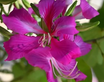 Bauhinia Purpurea – Purple Orchid Tree Seeds for Tropical Flower Garden Planting 25 Seeds