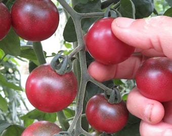 Sugar Cherry Tomato – Indeterminate Heirloom Tomato Variety with Sweet Rich Flavor (5 Seeds)