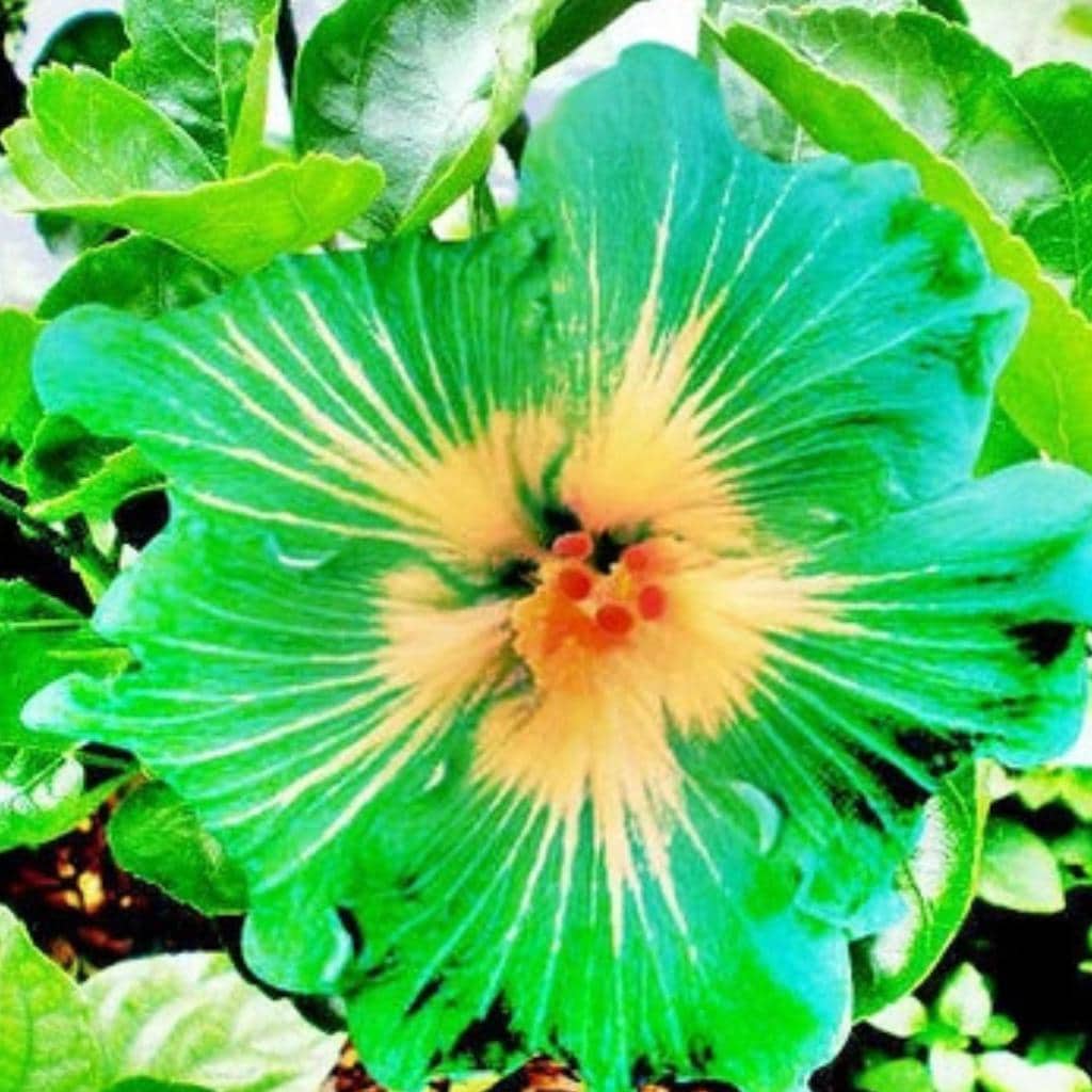 Blue hibiscus seeds - Etsy 日本
