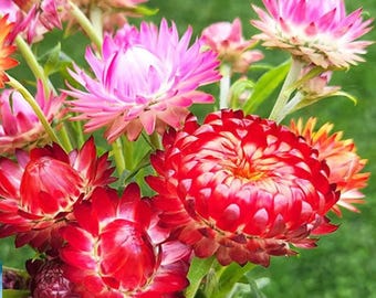 Strawflower Seeds – Everlasting Flower for Dried Arrangements, Bright Color Long Bloom Garden Flowers