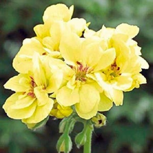 Yellow Geranium- Flowering Perennial Garden Flower, Home Garden 10 Seeds