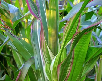 Ornamental Corn – Striped Pink Purple & White Foliage Plant for Pots and Gardens 20 Seeds