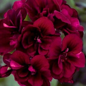 May include: A cluster of deep burgundy geranium flowers with multiple overlapping petals. The blossoms exhibit a rich, dark red hue with subtle variations in light and shadow across the velvety texture of the rounded, ruffled flower petals.
