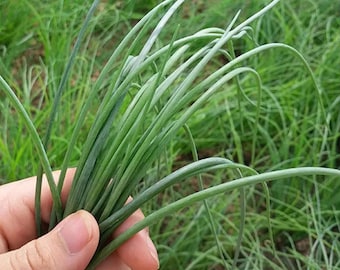Minqin Sand Scallion – Growing Herb with Tender Leaves & Strong Fragrance 200 Seeds
