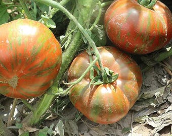 Siegel’s Dark Striped Tomato – Heirloom Tomato for Home Garden Planting 20 Seeds