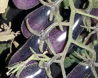 Black Key Tomato – Sweet Crisp Flavor Heirloom Tomato for Home Garden 20 Seeds