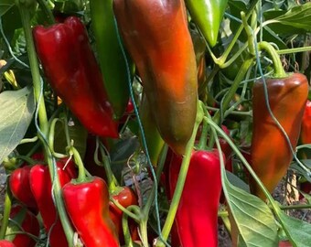 Peperone rosso sottaceto piccante – Semi di ortaggi ad alto potenziale di resa e multiuso