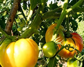 Cocktail Tomato – Sweet Flavor High Yield Tomato for Garden & Salad Growing 20 Seeds