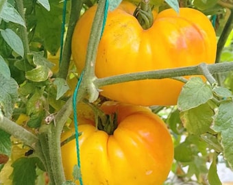 Golden Mango Tomato – Heirloom Non-Hybrid Tomato Variety with Sweet Flavor 10 Seeds