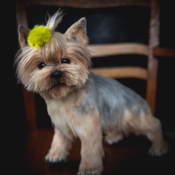 realistic yorkie dog that moves