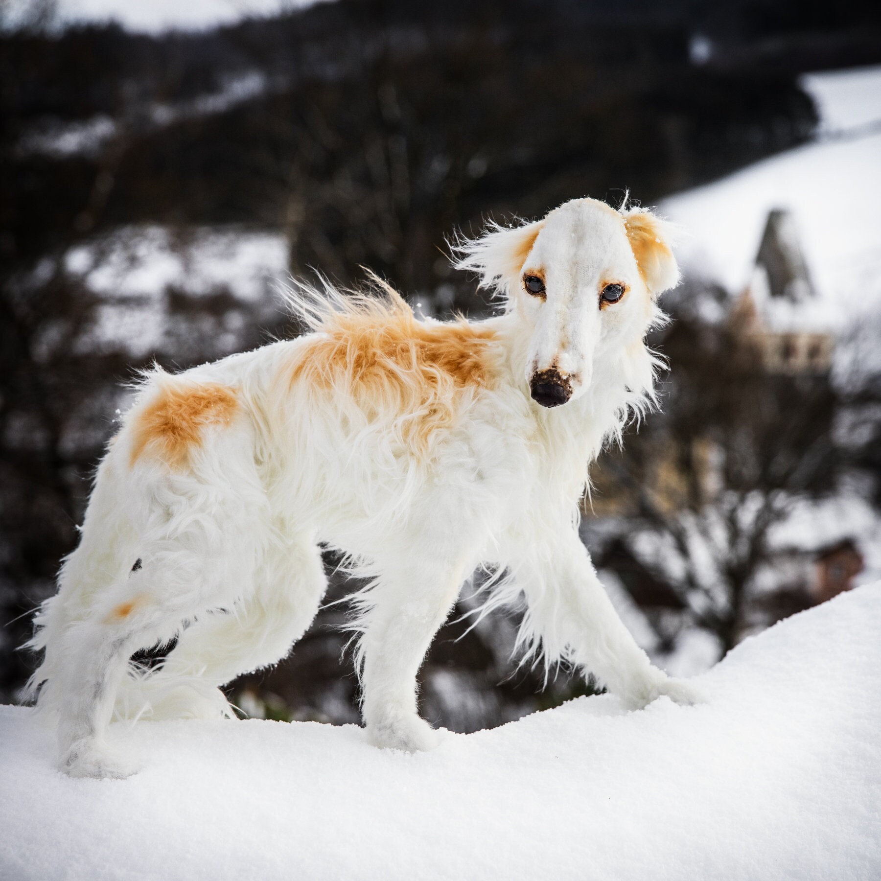 borzoi plush