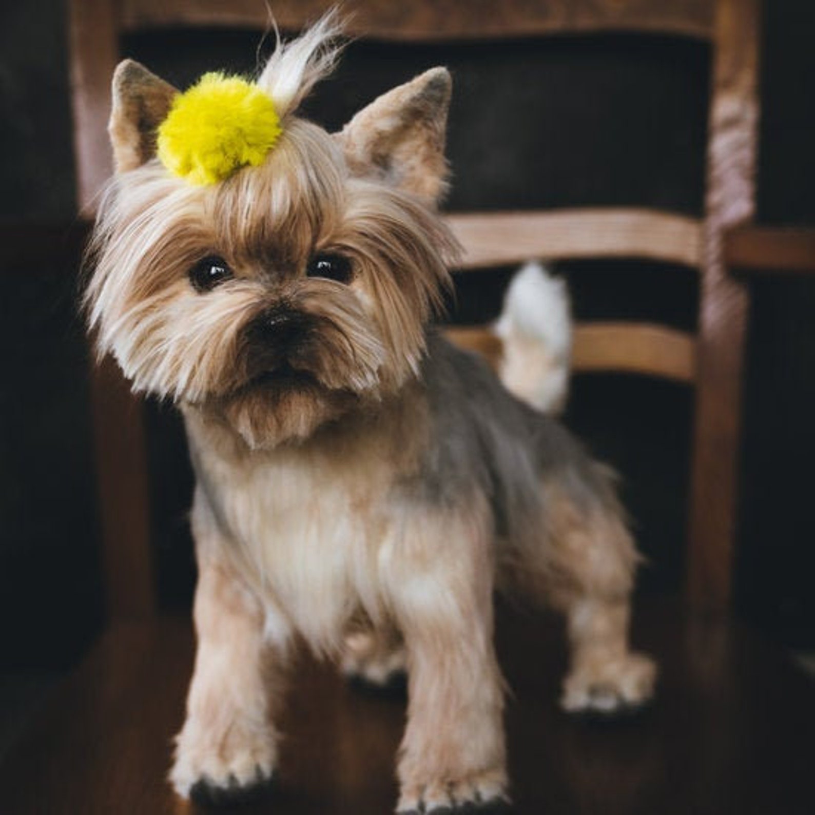 Реалистичная игрушка йоркширский терьер. Йоркшир терьер. Ешкорский терьер. Порода собак керн терьер. Оксфордский терьер.