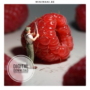 Op de afbeelding: Een miniatuurfiguur van een persoon in een groene tuinbroek en pet staat naast een grote rode framboos en houdt een zilveren schaar vast. De tekst MINIMANI.BE staat bovenaan en een cirkelvormige afbeelding toont DIGITAL DOWNLOAD.