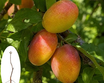 Grafted Mango Plum Tree Sapling: Rare Marian Plum, Container Friendly Exotic Fruit