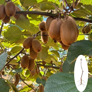 May include: A close-up of a kiwi fruit tree branch laden with ripe, brown, fuzzy kiwis. The green leaves provide a lush backdrop. A small inset shows a kiwi plant's root system.