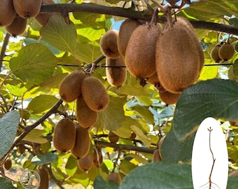 Planta de kiwi rojo rubí / Plántula de vid de fruta dulce exótica, ideal para iniciar un huerto doméstico.