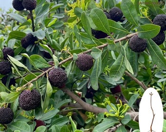 Plántula rara de árbol de mirto chino 'Hei Tan' – Planta de fruto dulce de yumberry