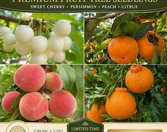 Oferta del Día del Padre: Compra 1 y llévate 1 GRATIS / Paquete Premium de Árboles Frutales: Cereza Blanca, Cítricos Dekopon, Melocotón Sangriento, Caqui Dulce Taishu