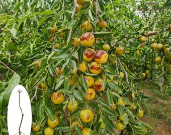 Plántula viva de azufaifo de invierno / Árbol de dátil chino dulce / Planta resistente al frío para jardín doméstico