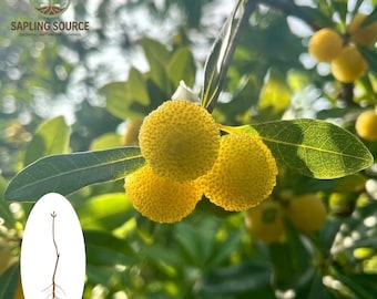Raro retoño de árbol Yangmei blanco cristalino, plántula de fruto exótico de Myrica rubra, planta de raíz desnuda