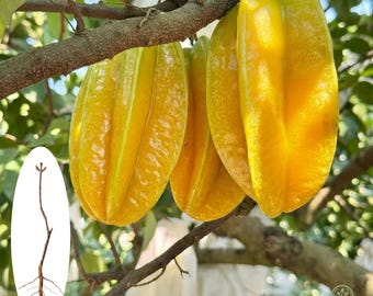 Plántula viva de carambola 'Miss' Honey / Planta joven de fruta tropical exótica