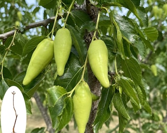Planta joven de azufaifo (Ziziphus azufaifo) – Planta frutal de azufaifo dulce (raíz desnuda)