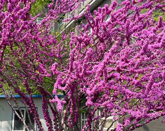 Árbol joven de cercis canadensis / Floración primaveral, flores rosas, árbol ornamental de rápido crecimiento para jardín.