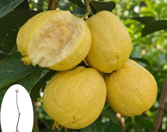 Plántula viva de guayaba crema / Planta de guayaba blanca tropical dulce (raíz desnuda)
