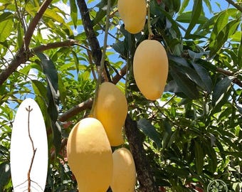 Plántula de mango Jinhuang / Planta frutal tropical viva 'Golden Queen' (raíz desnuda)