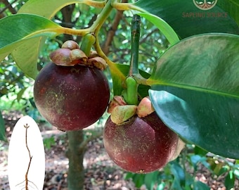Plántula viva de árbol de mangostán / Planta frutal tropical rara (raíz desnuda)