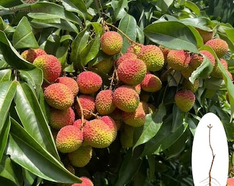 Plántula de lichi Feizixiao / Rara planta frutal tropical concubina sonriente