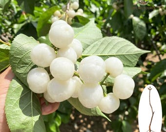 Árbol joven de cerezo blanco dulce / Planta frutal viva de raíz desnuda (para jardín doméstico)