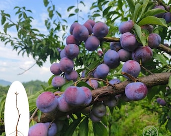 Plántula viva de ciruelo perla / Árbol frutal dulce de raíz desnuda para jardín
