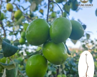 Plántula de azufaifo indio – Planta de dátil verde dulce, Ziziphus Mauritiana (raíz desnuda)