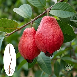 May include: Two ripe, red guavas hang from a branch with green leaves. The guavas have a textured skin and a pear-like shape. A small illustration of a guava tree branch is in the lower left corner. The background is blurred, suggesting a natural outdoor setting.