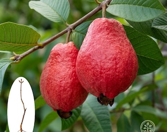 Planta de guayaba rosa viva / Planta joven de guayaba Ruby Supreme Red / Árbol frutal tropical para jardín interior/exterior / Fruta dulce comestible