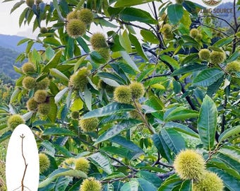 Plántula de castaño viva, árbol de nueces comestibles de raíz desnuda, planta fácil de cultivar en el jardín.