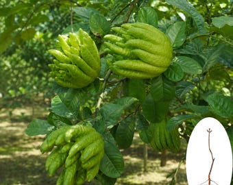 Árbol joven de cidra con forma de mano de Buda de jade (raíz desnuda)